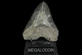 Serrated, Fossil Megalodon Tooth - Georgia #142363-1